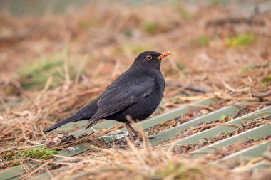 Phoenix Park, Dublin 'de canlı tüylerini ve doğal cazibesini sergileyen çarpıcı bir erkek Karatavuk (Turdus merula)..