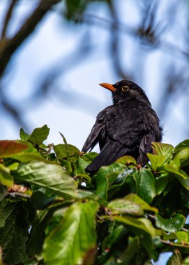 Phoenix Park, Dublin 'de canlı tüylerini ve doğal cazibesini sergileyen çarpıcı bir erkek Karatavuk (Turdus merula)..