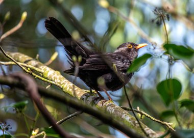 Phoenix Park, Dublin 'de canlı tüylerini ve doğal cazibesini sergileyen çarpıcı bir erkek Karatavuk (Turdus merula)..
