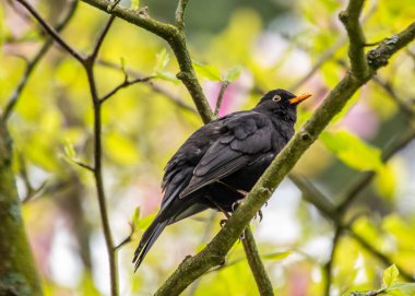 Phoenix Park, Dublin 'de canlı tüylerini ve doğal cazibesini sergileyen çarpıcı bir erkek Karatavuk (Turdus merula)..