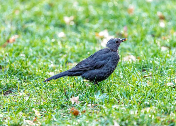 Női Blackbird Turdus Merula Kiszúrta Dublini Botanikus Kertek Bemutatva Kegyelem — Stock Fotó