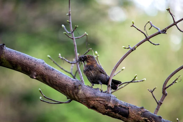 Samica Blackbird Turdus Merula Zauważona Dublińskich Ogrodach Botanicznych Ukazująca Swój — Zdjęcie stockowe