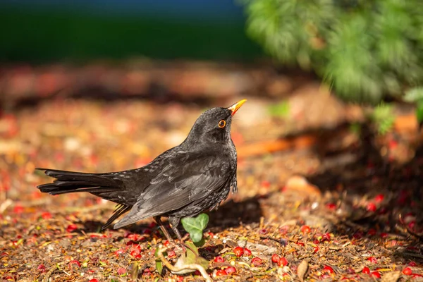 Egy Feltűnő Hím Blackbird Turdus Merula Dublini Phoenix Parkban Bemutatva — Stock Fotó