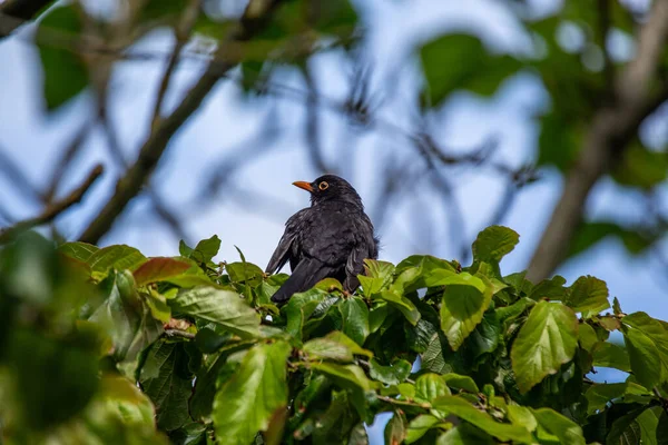 Striking Male Blackbird Turdus Merula Phoenix Park Dublin Showcasing Its — Stock Photo, Image
