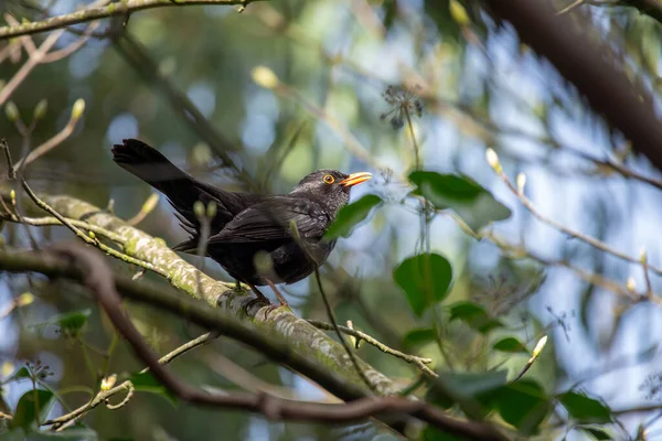 Uderzający Samiec Blackbird Turdus Merula Phoenix Park Dublinie Prezentujący Swoje — Zdjęcie stockowe