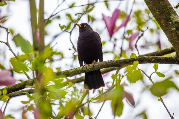 Вражаючий Чоловік Blackbird Turdus Merula Парку Фенікс Дублін Демонструє Яскраве — стокове фото