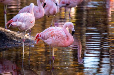 Şili 'nin bir yerlisi olan zarif Şili Flamingosu doğal ortamında zarifçe yakalandı.