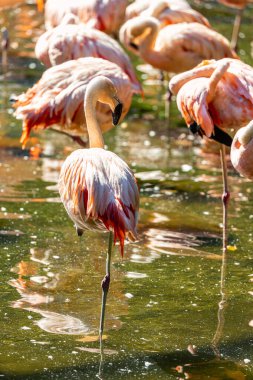 Şili 'nin bir yerlisi olan zarif Şili Flamingosu doğal ortamında zarifçe yakalandı.