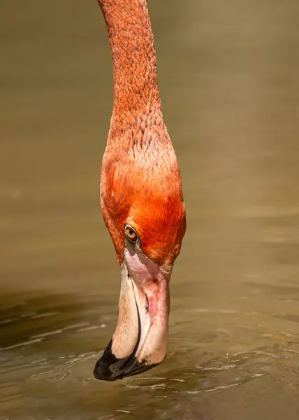 Elegant wader, native to the Americas. Recognizable by its pink plumage and curved bill, often found in coastal wetlands.
