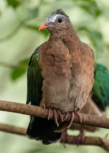 stock image Delicate, vibrant dove found in Indonesian forests. The Common Emerald Dove, Chalcophaps indica, boasts iridescent green plumage