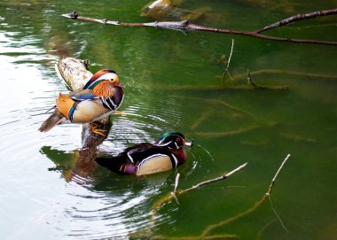 Canlı bir erkek Mandarin Ördeği, Aix galericulata, Dublin Ulusal Botanik Parkı 'nda egzotik bir zarafet sergiliyor..