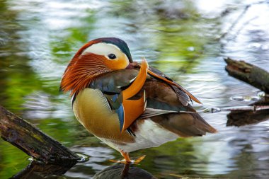 Canlı bir erkek Mandarin Ördeği, Aix galericulata, Dublin Ulusal Botanik Parkı 'nda egzotik bir zarafet sergiliyor..