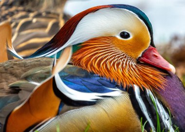 Canlı bir erkek Mandarin Ördeği, Aix galericulata, Dublin Ulusal Botanik Parkı 'nda egzotik bir zarafet sergiliyor..