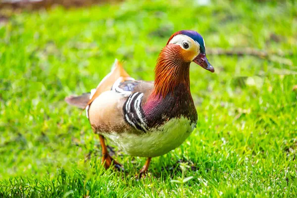 Vibrant Male Mandarin Duck Aix Galericulata Beautifully Captured Dublin National — Stock Photo, Image