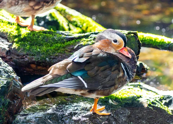 Vibrant Male Mandarin Duck Aix Galericulata Beautifully Captured Dublin National — Stock Photo, Image