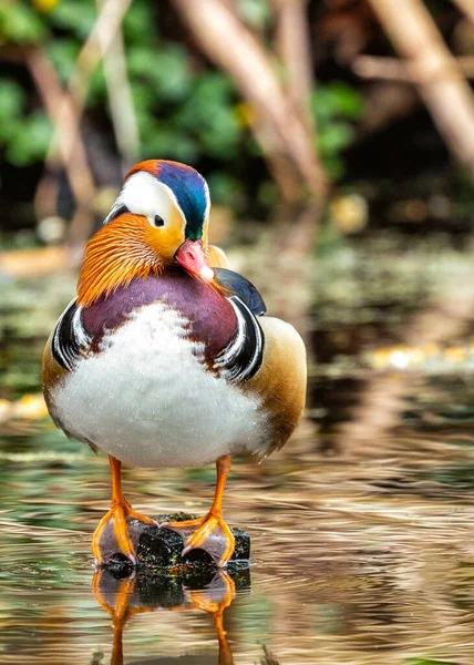 在都柏林国家植物园 一只充满活力的公鸭Aix Galericulata被美丽地捕获 展示了异国情调的优雅 图库图片