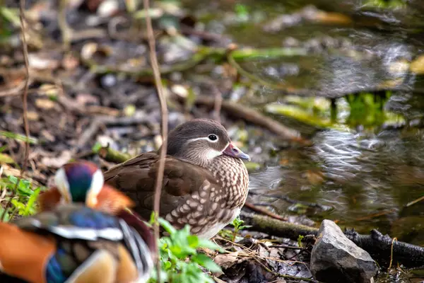 Ένα Υπέροχο Θηλυκό Mandarin Duck Aix Galericulata Εθεάθη Στο Πάρκο — Φωτογραφία Αρχείου