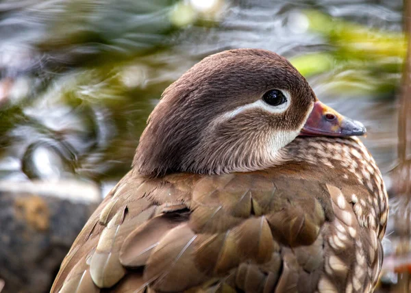 Een Mooie Vrouwelijke Mandarijn Duck Aix Galericulata Waargenomen Dublin Phoenix — Stockfoto