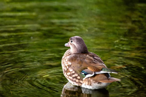Una Encantadora Hembra Mandarin Duck Aix Galericulata Avistada Phoenix Park —  Fotos de Stock