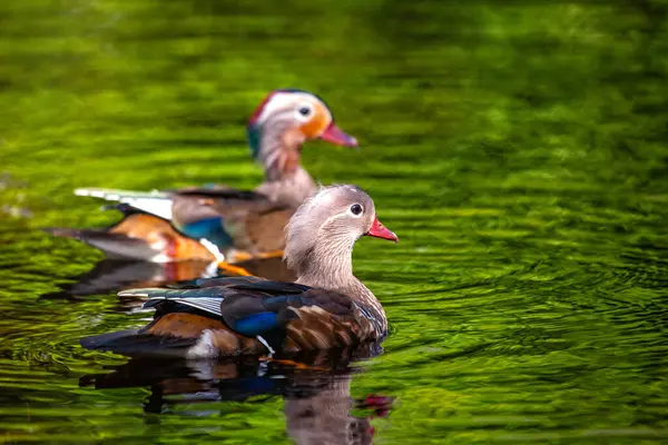 Uma Adorável Fêmea Mandarim Duck Aix Galericulata Avistada Phoenix Park — Fotografia de Stock
