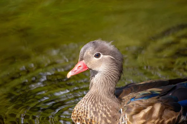 Een Mooie Vrouwelijke Mandarijn Duck Aix Galericulata Waargenomen Dublin Phoenix — Stockfoto