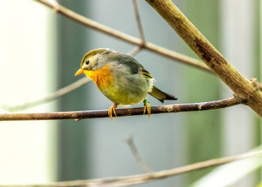 Kızıl gagalı Leiothrix, Leiothrix lutea, canlı bir Himalaya kuşudur, dağlık ormanlara renk katar..