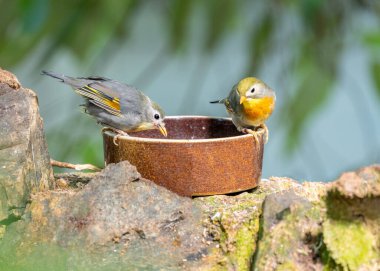 Kızıl gagalı Leiothrix, Leiothrix lutea, canlı bir Himalaya kuşudur, dağlık ormanlara renk katar..