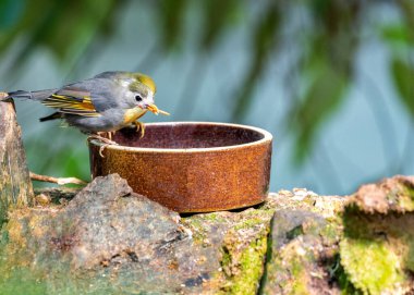 Kızıl gagalı Leiothrix, Leiothrix lutea, canlı bir Himalaya kuşudur, dağlık ormanlara renk katar..