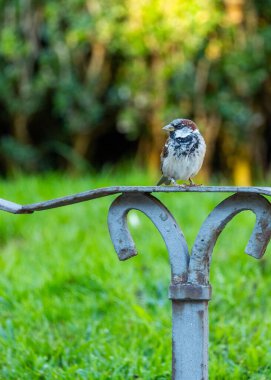 Dublin 'de açık havada görülen Common House Sparrow, Passer domesticus, İrlanda' daki kuş yaşamının bir örneği..