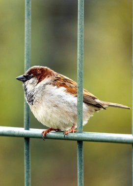 Dublin 'de açık havada görülen Common House Sparrow, Passer domesticus, İrlanda' daki kuş yaşamının bir örneği..