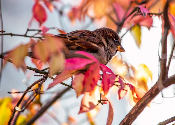 Common House Sparrow Pfdomesticus Замеченный Открытым Небом Дублине Является Примером — стоковое фото