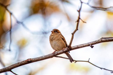 Dişi bir serçe, Passer domesticus, Dublin 'de açık havada görülmüş, İrlanda' da kentsel kuş hayatının cazibesini sergiliyor..
