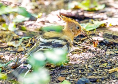 Çarpıcı Hoopoe, Upupa epops, kendine özgü tüyleri olan Avrasya kuşu, Madrid, İspanya 'nın açık havasını süslüyor..