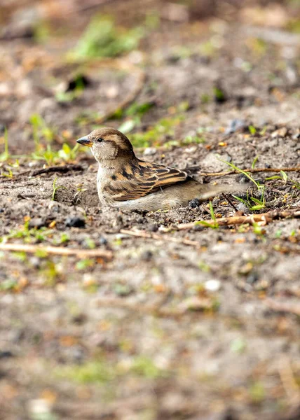 stock image A female House Sparrow, Passer domesticus, seen outdoors in Dublin, showcasing the charm of urban birdlife in Ireland.