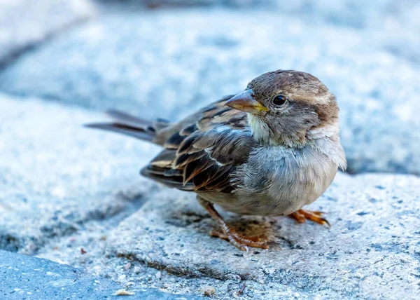 Female House Sparrow Passer Domesticus Seen Outdoors Dublin Showcasing Charm — Stock Photo, Image