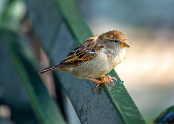 Uma Fêmea House Sparrow Passer Domesticus Vista Livre Dublin Mostrando — Fotografia de Stock