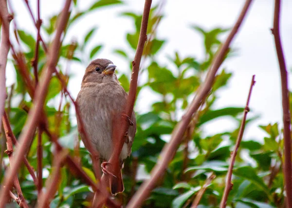 Ένα Γυναικείο House Sparrow Passer Domesticus Εξωτερικούς Χώρους Στο Δουβλίνο — Φωτογραφία Αρχείου