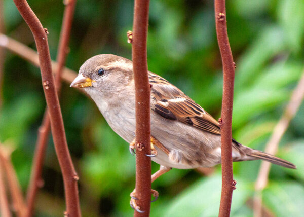 A female House Sparrow, Passer domesticus, seen outdoors in Dublin, showcasing the charm of urban birdlife in Ireland.