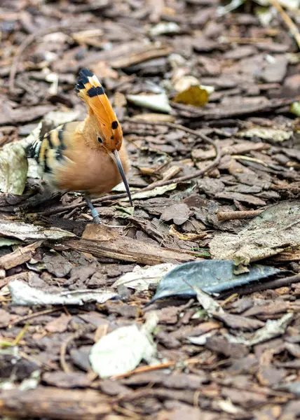Impressionante Hoopoe Épocas Upupa Pássaro Eurasiano Com Plumagem Distinta Graças — Fotografia de Stock