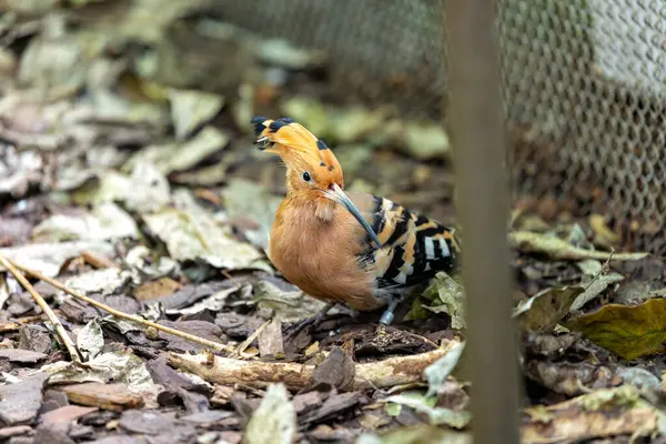 Striking Hoopoe Upupa Epops Eurasian Bird Distinctive Plumage Graces Outdoors — Stock Photo, Image