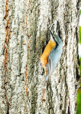 Avrupa Nuthatch, Sitta europaea, Madrid, İspanya 'nın açıklarını süsleyen büyüleyici bir orman kuşu..