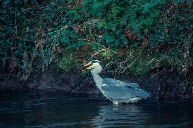 Gri balıkçıl, Ardea cinerea, hasta bir avcı, Dublin, İrlanda 'nın kentsel çevrelerinde beslenirken yakalandı.