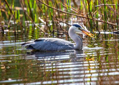 Gri balıkçıl, Ardea cinerea, hasta bir avcı, Dublin, İrlanda 'nın kentsel çevrelerinde beslenirken yakalandı.