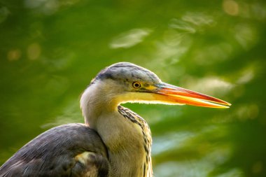 Zarif Grey Heron, Ardea Cinerea, Dublin 'in çeşitli kuş sakinlerini temsil eden çarpıcı bir portrede yakalandı..