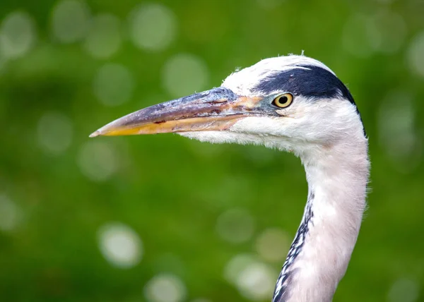 stock image The elegant Grey Heron, Ardea cinerea, captured in a stunning portrait, representing Dublin's diverse avian residents.