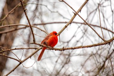 İkonik Kuzey Kardinali, Cardinalis Cardinalis, Central Park, New York 'ta canlı tüylerini sergileyerek yakalandı..