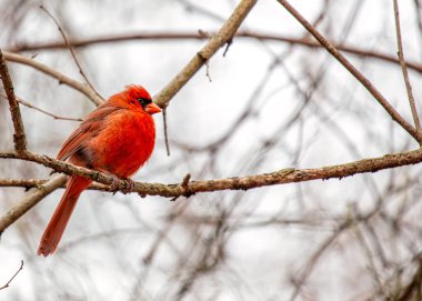 İkonik Kuzey Kardinali, Cardinalis Cardinalis, Central Park, New York 'ta canlı tüylerini sergileyerek yakalandı..