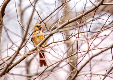 İkonik Kuzey Kardinali, Cardinalis Cardinalis, Central Park, New York 'ta canlı tüylerini sergileyerek yakalandı..