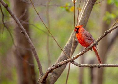İkonik Kuzey Kardinali, Cardinalis Cardinalis, Central Park, New York 'ta canlı tüylerini sergileyerek yakalandı..
