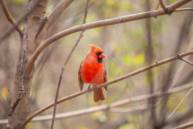 İkonik Kuzey Kardinali, Cardinalis Cardinalis, Central Park, New York 'ta canlı tüylerini sergileyerek yakalandı..